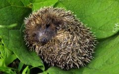 Hedgehog, sün sün, kérdésekre ad választ a termesztés etetése sün ezhat fogságban sündisznó halott ezhata