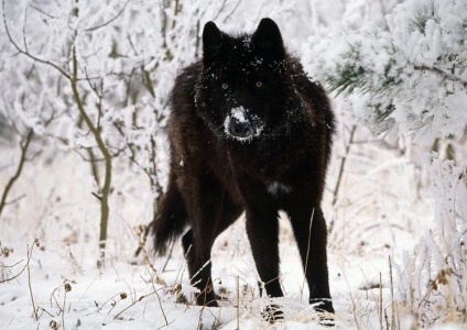 Tények a farkas - egy vad vad világban