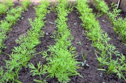 Édeskömény és kapor - ez ugyanaz (amely utal Umbelliferae) Édeskömény és a kapor - ez ugyanaz