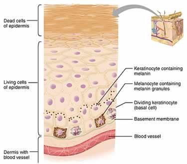 Élettani és funkcióját a bőr