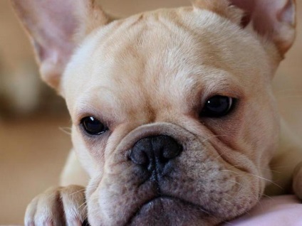 Francia bulldog, hogyan kell kiválasztani egy kiskutya, karakter, ellátás és tanácsadás a szakemberek