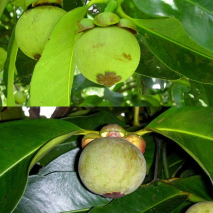 Mangosztán gyümölcs termesztés, illetve az otthoni fotó, mint az evés