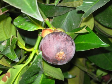Mangosztán gyümölcs (Mangosztán) hasznos tulajdonságai, mint hasznos gyümölcslé, olaj, alkalmazható a háztartásokban (hasznos) Mangosztán gyümölcs (Mangosztán) hasznos tulajdonságai, mint hasznos gyümölcslé, olaj, használt otthoni