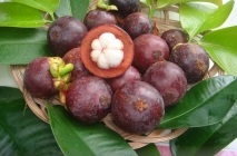 Mangosztán gyümölcs (Mangosztán) hasznos tulajdonságai, mint hasznos gyümölcslé, olaj, alkalmazható a háztartásokban (Mangosztán) Mangosztán gyümölcs (Mangosztán) hasznos tulajdonságai, mint hasznos gyümölcslé, olaj, használt otthoni