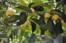 Mangosztán gyümölcs (Mangosztán) hasznos tulajdonságai, mint hasznos gyümölcslé, olaj, alkalmazható a háztartásokban (Mangosztán) Mangosztán gyümölcs (Mangosztán) hasznos tulajdonságai, mint hasznos gyümölcslé, olaj, használt otthoni