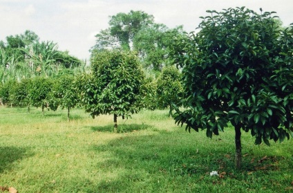 Mangosztán gyümölcs (Mangosztán) hasznos tulajdonságai, mint hasznos gyümölcslé, olaj, alkalmazható a háztartásokban (a gyümölcs) Mangosztán gyümölcs (Mangosztán) hasznos tulajdonságai, mint hasznos gyümölcslé, olaj, használt otthoni