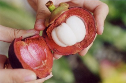 Mangosztán gyümölcs (Mangosztán) hasznos tulajdonságai, mint hasznos gyümölcslé, olaj, használt otthoni