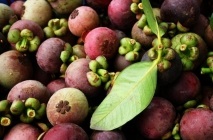 Mangosztán gyümölcs (Mangosztán) hasznos tulajdonságai, mint hasznos gyümölcslé, olaj, alkalmazható a háztartásokban (Mangosztán) Mangosztán gyümölcs (Mangosztán) hasznos tulajdonságai, mint hasznos gyümölcslé, olaj, használt otthoni