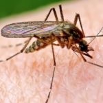 Fumigator szúnyog alkalmazás, a működési elv (fumigator) Fumigator szúnyog alkalmazás, a működési elve