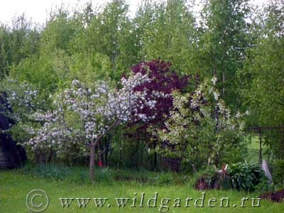 Фундук - ліщина - дерева і чагарники - сад і город - дикий дачник