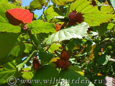Mogyoró - mogyoró - fák és cserjék - gyümölcsös és kert - vad nyári lakó