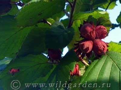 Mogyoró - mogyoró - fák és cserjék - gyümölcsös és kert - vad nyári lakó
