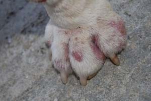 Horzsolások kutyáknál - okai és kezelése interdigitális furunculosis kutyák Moszkvában