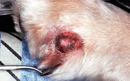 Фурункули у собак причини і лікування (з фото), все про собак