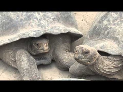 Galapagos Galápagos teknős