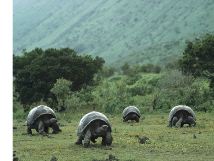 Galapagos Galápagos teknős