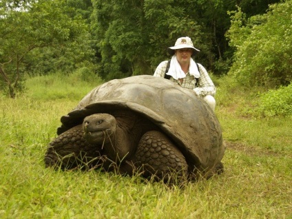 Galapagos elefántcsont teknős (Galapagos) Galapagos Galápagos teknős
