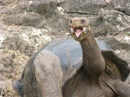 Galapagos elefántcsont teknős (Galapagos) Galapagos Galápagos teknős