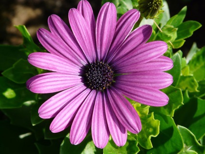 Gerber fotó, Gerbera otthoni gondozást