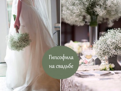 Gypsophila esküvő