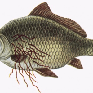 Index - Tech-Tudomány - Nyers halat evett, féreg mászott a mandulájába