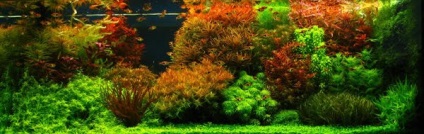 Holland akvárium - Akvárium ralfa