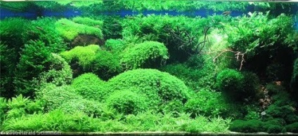 Holland akvárium - Akvárium ralfa