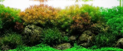 Holland akvárium - Akvárium ralfa (ralfa) Holland akvárium - Akvárium ralfa