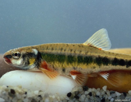 Minnow vagy belladonna - hal élénk színek