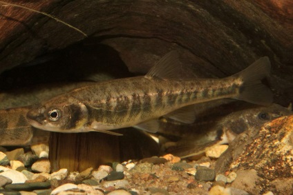 Minnow vagy belladonna - hal élénk színek