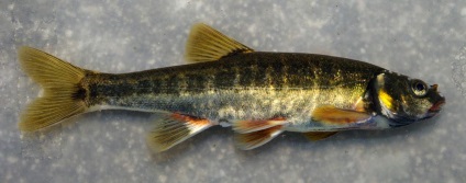 Minnow vagy belladonna - hal élénk színek