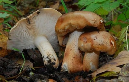 Gombák blewits leírás, fajok, szürke, fehér, barna, ehető, nem ehető, mérgező, mint a