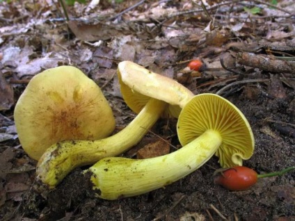 Gombák blewits leírás, fajok, szürke, fehér, barna, ehető, nem ehető, mérgező, mint a