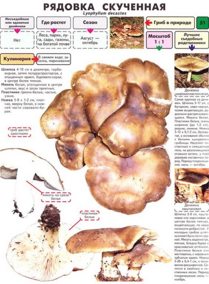 Gomba blewits - fénykép és egy leírást, hogy hogyan néz blewits