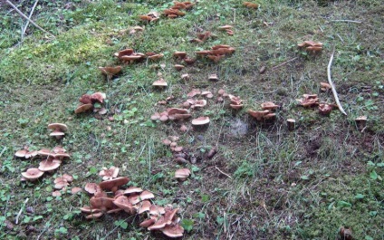 Gomba blewits ehető és nem ehető fajok és fajták fotók és leírások