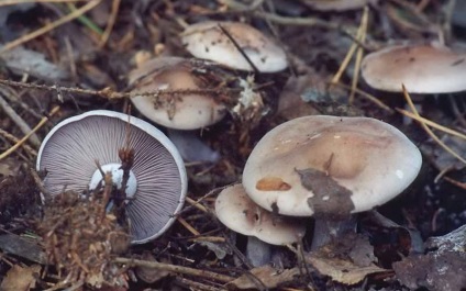 Gomba blewits ehető és nem ehető fajok és fajták fotók és leírások