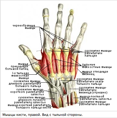Handanatom - anatómia a kéz