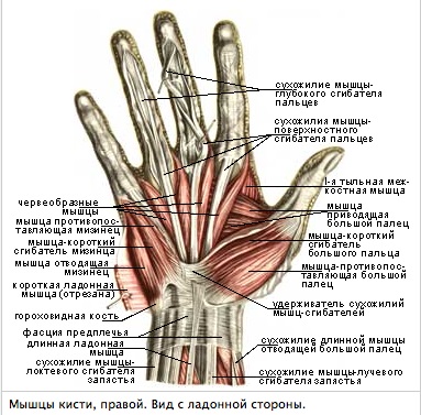 Handanatom - anatómia a kéz
