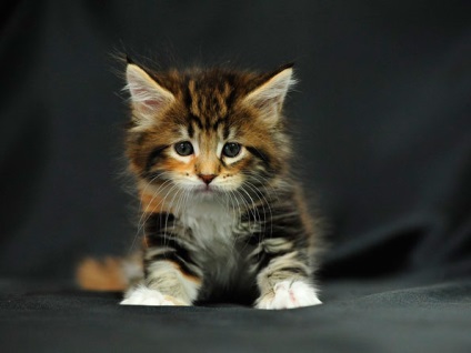 Nevek a fiúk Maine Coon - 4500 beceneveket (Maine) Nevek a fiúk Maine Coon - 4500 becenevek