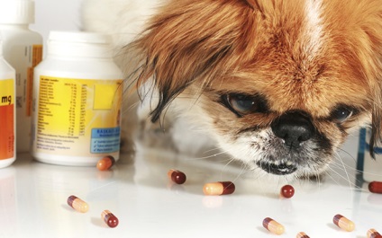 Immunmodulátorok számára kutyák bőrbetegségek