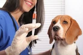 Immunmodulátorok az állatok, a szolgáltatások listája a kérelem