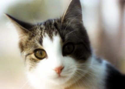 Fertőző parvovírus bélgyulladást macskák