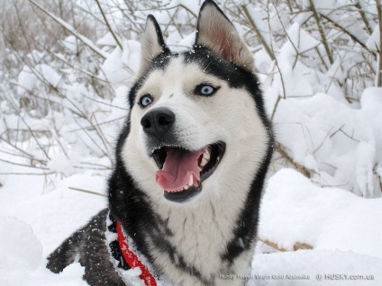 Érdekes tény a Huskies (20 fotó)