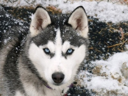 Érdekes tény a Huskies (20 fotó)