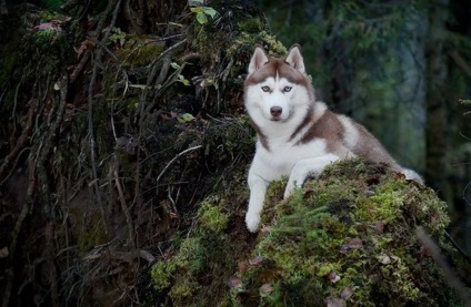 Érdekes tény a Huskies (20 fotó)