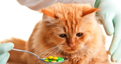 Isoniazid mérgezés dózis macskáknak