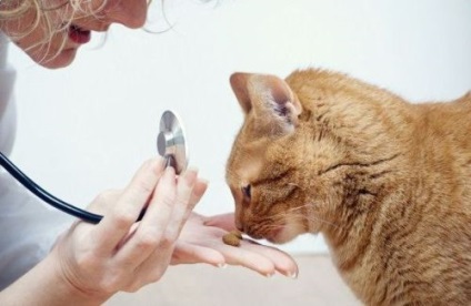 Isoniazid mérgezés dózis macskáknak