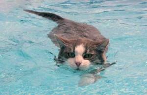 Melyik macska szeret úszni, elegáns macska
