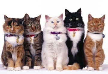 Hogyan működik a bolha nyakörvek és macskáknak hogyan alkalmazzák
