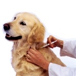 Mi lövések nem a kutyák éves naptár és ütemezi a védőoltás kutyáknak
